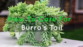 Everything You Need To Know About Burros Tail Plants [upl. by Dlareme171]