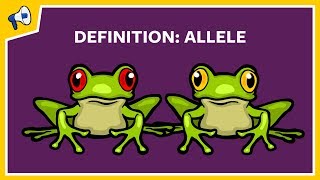 What is an Allele Quick Definition [upl. by Marilla]