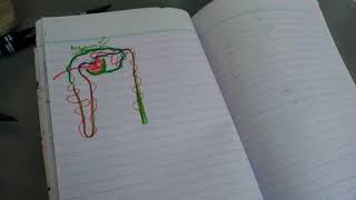 RENAL PHYSIOLOGY third lectureblood supply of kidney [upl. by Assyle202]