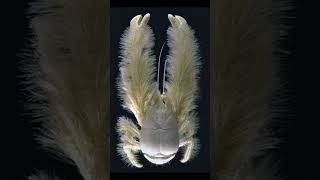 Yeti Crab The Furry DeepSea Wonder amazingfacts [upl. by Dorin]