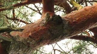 Treecreeper foraging in the pine tree [upl. by Maryanna]