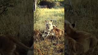 The Seven Lion Cubs Of The Kambula Pride Meet Their Father [upl. by Nike449]