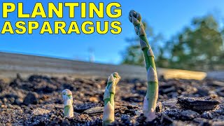 Planting ASPARAGUS From Start To Finish COMPLETE GUIDE [upl. by Udall]