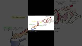 Reflex arc 💯 biology education science shorts viralshorts trendingshorts youtubeshorts [upl. by Gee]