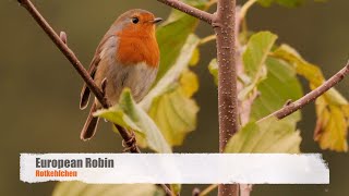 European Robin Alarm Call [upl. by Aluin]