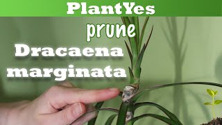 🐉 How to prune Dracaena marginata 🌲 Propagate Plants [upl. by Nanahs]