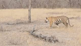 Tiger Siblings in Panna Tiger reserve [upl. by Ahsekad65]