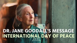 Dr Jane Goodalls Message for International Day of Peace 2023 [upl. by Naitsirk]