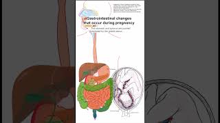 Gastrointestinal changes that occur during pregnancy [upl. by Kere]