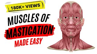 Muscles of mastication made easy [upl. by Keheley]