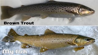 How to Identify Landlocked BROWN TROUT vs ATLANTIC SALMON I caught my FIRST Atlantic Salmon [upl. by Llennoj357]