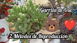 Cómo Propagar la Garrita de 🐻 Cotyledon Tomentosa 🥰❤ [upl. by Leid]