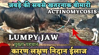 जानलेवा जबड़े की सूजन LUMPY jaw disease in cattle treatment  Actinomycosis in cattle treatment [upl. by Mirak628]