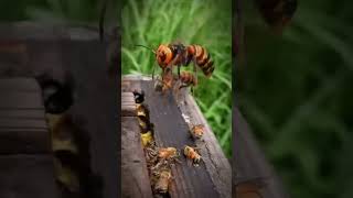 Bees VS WaspsThe Power of Unity animals animalshorts [upl. by Boyce]