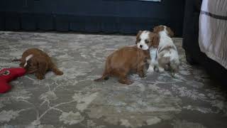 Cavalier King Charles Spaniel Puppies For Sale [upl. by Cykana]