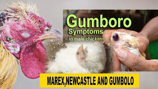 Chicken Marex Newcastle Gombolo SIGNS And SYMPTOMS Vaccination Treatment With DrIsa Luigre [upl. by Paley949]