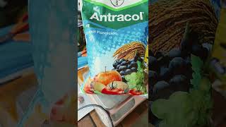 Anctracol fungicide agriculture farming procter fungicide organic automobile gibberellicacid [upl. by Eednas215]