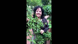 Aromatherapy  Litsea Essential Oil  Lydia Bosson [upl. by Alegre655]