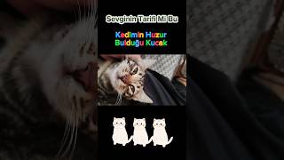 Bu Anın Tarifi Yoktur Nekadar Masum like4like kedi [upl. by Drofnil]