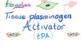 Tissue Plasminogen Activator tPA [upl. by Kristy339]