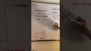 AMEBIASIS  Clasificación 2 [upl. by Anaes]