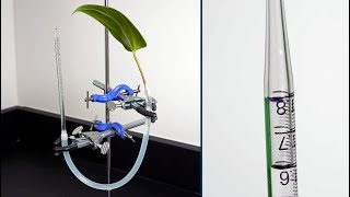 Measuring Transpiration Using a Potometer [upl. by Ayotaj]