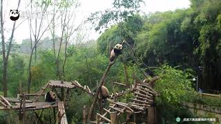 quotOverweightquot Panda Falls From Broken Tree Branch  iPanda [upl. by Narik]