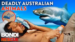 Crikey Top 9 Deadly Australian Animal Encounters [upl. by Rainie]