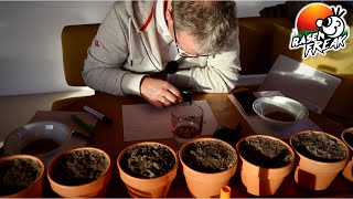 GRÄSER produzieren FRÜCHTE SPELZFRÜCHTE der Lolium perenne Agrostis capillaris und Festuca rubra [upl. by Aisiram]