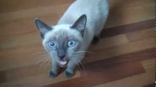 Noisy Blue Point Siamese Cat quotAikoquot [upl. by Vania341]