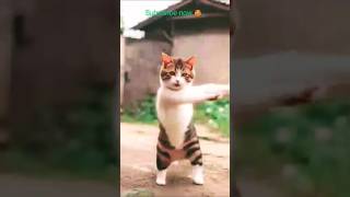 Cat motor cycle 🥀ll whatsapp status 🥀💕ll cute puppy [upl. by Katherine617]