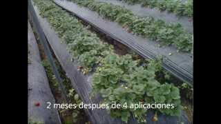 silicio en FRESAS con tierra de diatomeas AGROPULI [upl. by Calv]