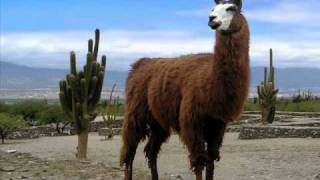 Traditional music from the Andes Chasca  Rosita Bandida [upl. by Bartolemo386]