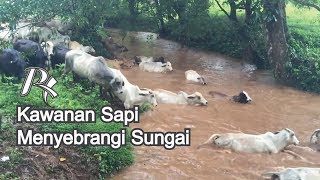 Sekawanan Sapi Sedang Menyebrangi Sungai [upl. by Allerbag]