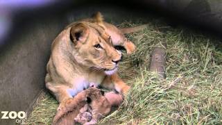 Lion Cub Triplets Grooming and Being Cute [upl. by Guenzi]