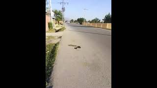 Main Bypass road Topi Swabi kpk  ytshorts  janan vlogs [upl. by Nnylcaj]