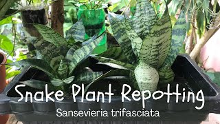 SNAKE PLANT REPOTTING  Replanting My Sansevieria trifasciata [upl. by Enitsuga]