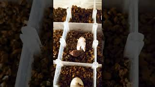 Crested Gecko Hatching crestedgecko egghatching [upl. by Ranip]