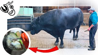 1 HUGE BULL  3 SORE FEET [upl. by Mansfield]