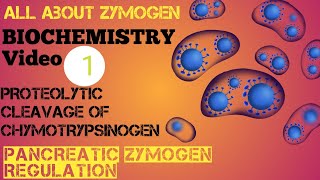 Biochemistry 1 Zymogen Proteolytic cleavage of Chymotrypsinogen  Pancreatic Zymogen Regulation [upl. by Aekim]