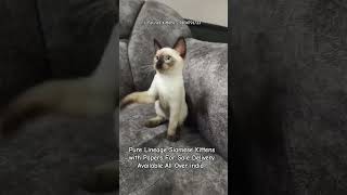 Pure Siamese Cat Kittens For Sale in Bangalore siamese newdelhi siamesecat chennai thane pune [upl. by Eisse]