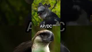 Happy eagle vs Philippine eagle who is strongest eagle [upl. by Cut]