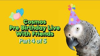 Cosmos Pre Birthday Live With Her Friends KikiChloe apparrotly WillyGerty Wilsonthegrey1 [upl. by Haila]