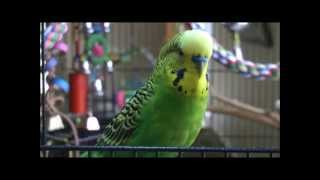 Disco the Parakeet Youre a Real Mensch [upl. by Ramon]