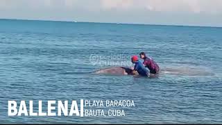 Pobladores de Playa Baracoa en Bauta avistan una ballena cerca de la orilla [upl. by Aicarg]