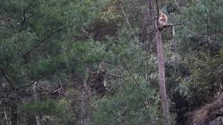 Bandeannonce  Les singes dorés du Yunnan [upl. by Ultann806]