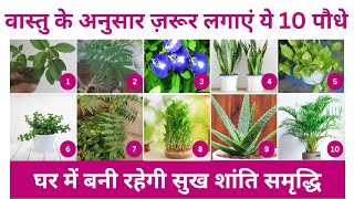 Top 10 Lucky Plant for homeVastu Plantसुखमय जीवन के लिए लगाएं ये शुभ वास्तु पौधेlucky plants 2023 [upl. by Aihsekat]