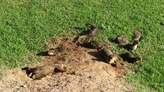 新加坡野生水獭 City In Nature The Smoothcoated Otters Of Sungei Ulu Pandan Singapore 05 Nov 2024819am [upl. by Oicangi633]