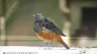 Birds of Israel  Black Redstart  חכלילית סלעים [upl. by Ennoira]