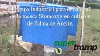 Trampas Azules Moscas Stomoxys [upl. by Shep]